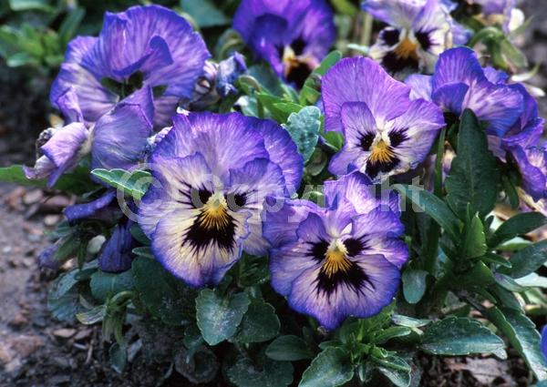 Blue blooms; Evergreen