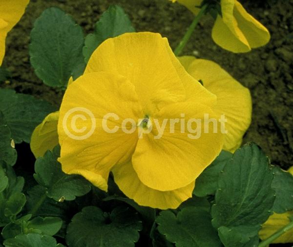 Yellow blooms; Evergreen