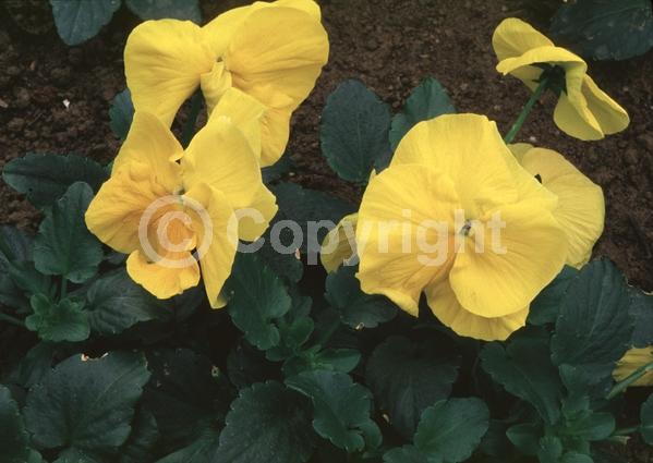 Yellow blooms; Evergreen