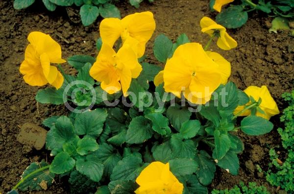 Yellow blooms; Evergreen