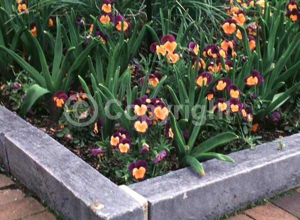 Orange blooms; Purple blooms; Evergreen