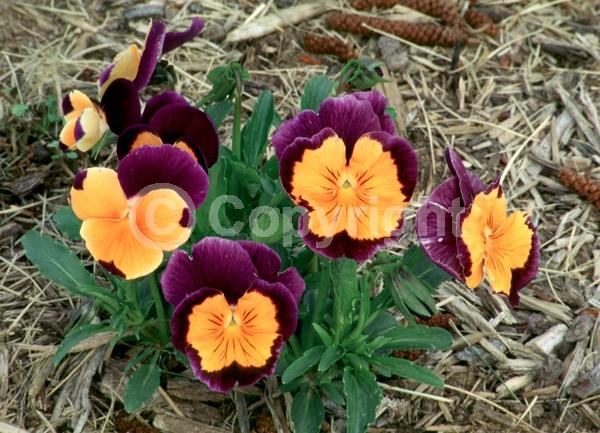 Orange blooms; Purple blooms; Evergreen