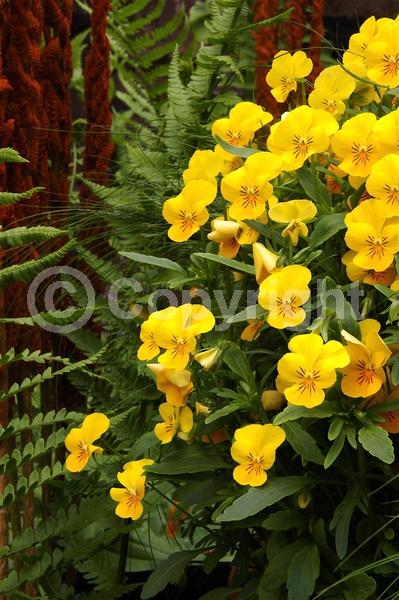 Red blooms; Orange blooms; Yellow blooms; Blue blooms; Purple blooms; White blooms; Pink blooms; Evergreen