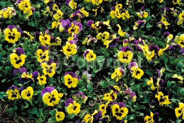 Red blooms; Orange blooms; Yellow blooms; Blue blooms; Purple blooms; White blooms; Pink blooms; Evergreen