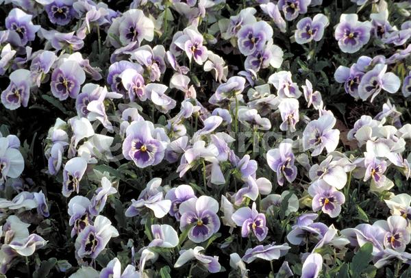 Red blooms; Orange blooms; Yellow blooms; Blue blooms; Purple blooms; White blooms; Pink blooms; Evergreen