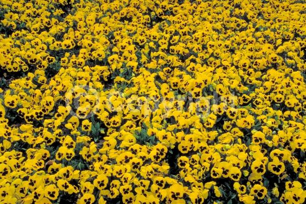 Red blooms; Orange blooms; Yellow blooms; Blue blooms; Purple blooms; White blooms; Pink blooms; Evergreen