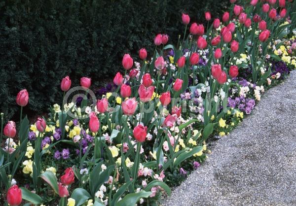 Red blooms; Orange blooms; Yellow blooms; Blue blooms; Purple blooms; White blooms; Pink blooms; Evergreen