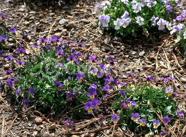 Red blooms; Orange blooms; Yellow blooms; Blue blooms; Purple blooms; White blooms; Pink blooms; Evergreen