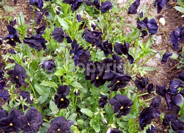 Red blooms; Orange blooms; Yellow blooms; Blue blooms; Purple blooms; White blooms; Pink blooms; Evergreen