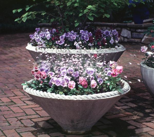 Red blooms; Orange blooms; Yellow blooms; Blue blooms; Purple blooms; White blooms; Pink blooms; Evergreen