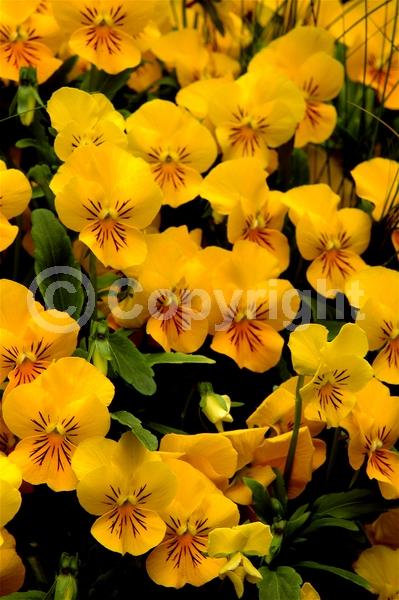 Red blooms; Orange blooms; Yellow blooms; Blue blooms; Purple blooms; White blooms; Pink blooms; Evergreen