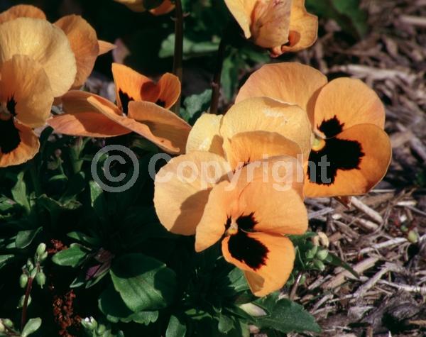 Orange blooms; Evergreen