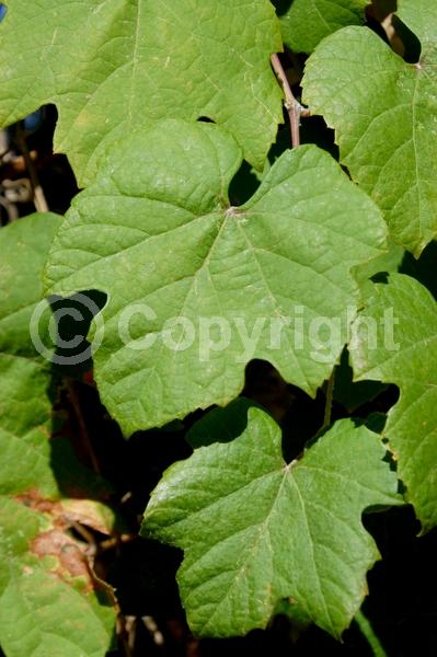 North American Native