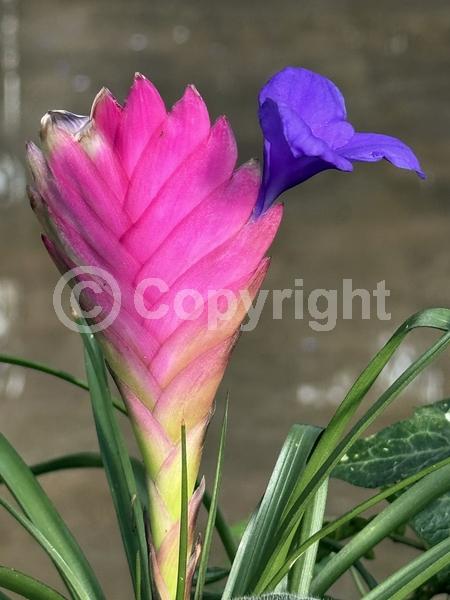 Blue blooms; Pink blooms; Evergreen