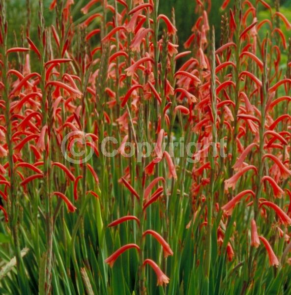 Red blooms; Purple blooms; Pink blooms; Deciduous; Broadleaf