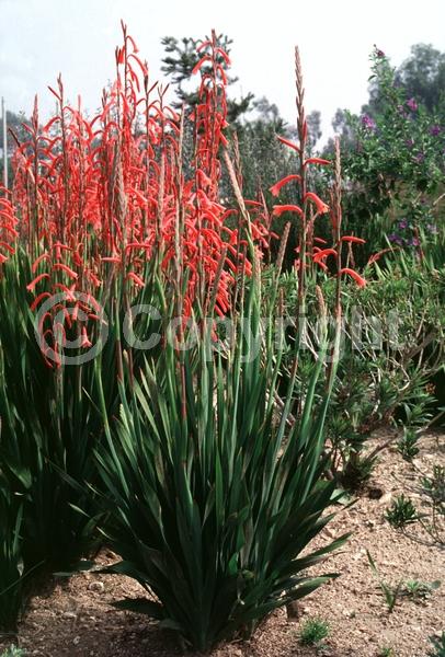 Red blooms; Purple blooms; Pink blooms; Deciduous; Broadleaf