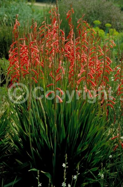 Red blooms; Purple blooms; Pink blooms; Deciduous; Broadleaf