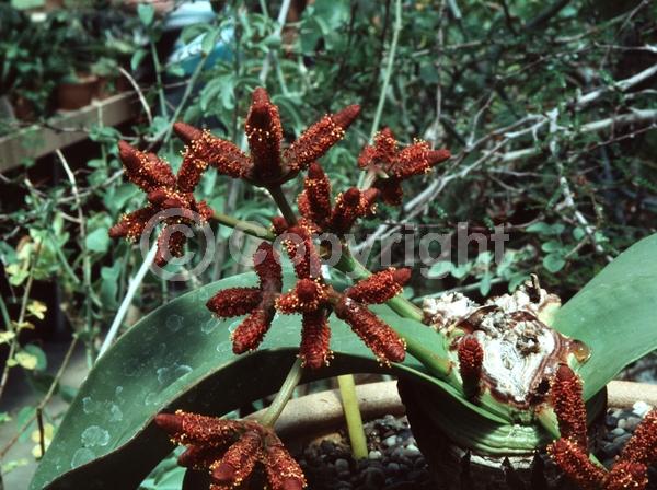 Red blooms; Orange blooms; Evergreen