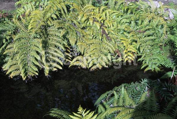 Evergreen; Broadleaf