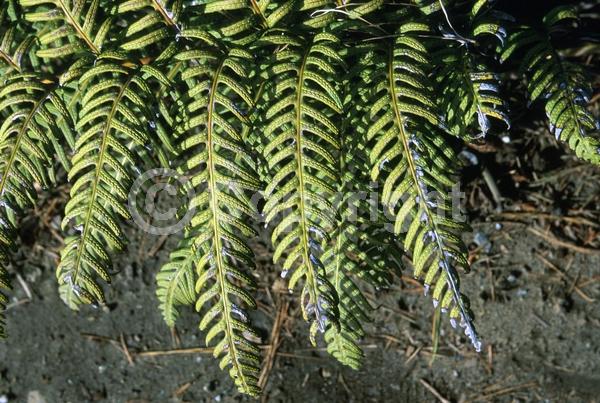 Evergreen; Broadleaf