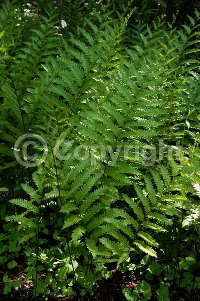 Deciduous; North American Native