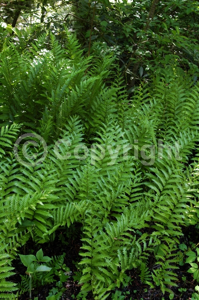 Deciduous; North American Native