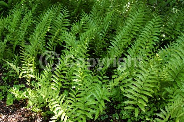 Deciduous; North American Native