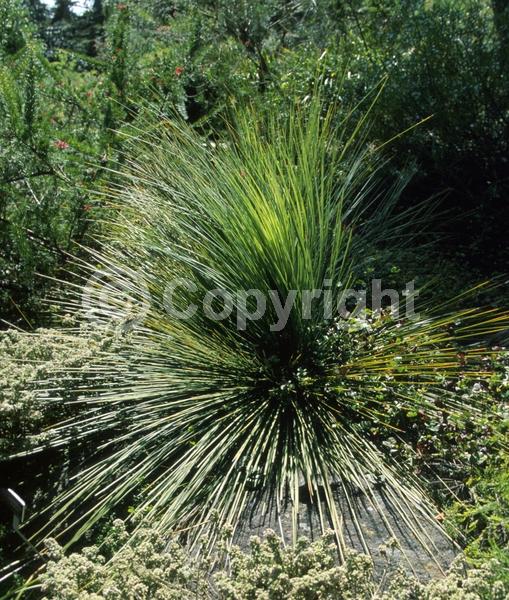 White blooms; Evergreen; Needles or needle-like leaf