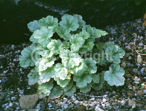 Pink blooms; Evergreen