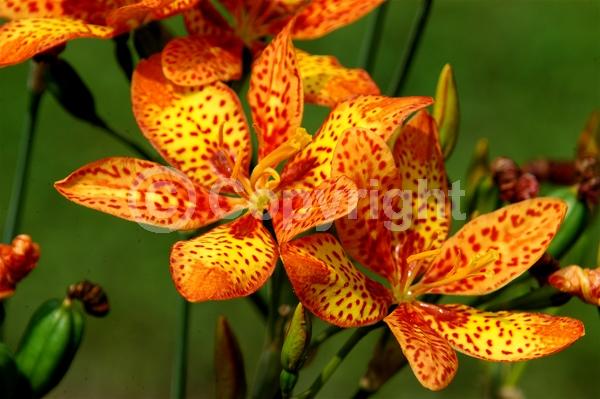 Red blooms; Orange blooms; Yellow blooms; Purple blooms; White blooms; Pink blooms; Deciduous; Broadleaf