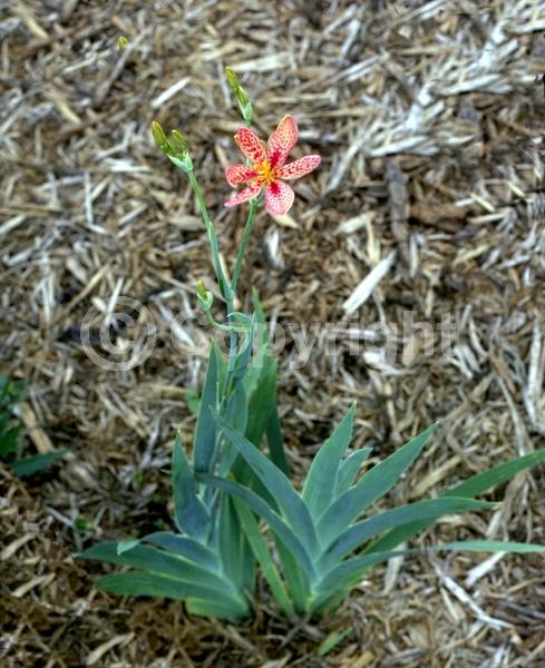 Red blooms; Orange blooms; Yellow blooms; Purple blooms; White blooms; Pink blooms; Deciduous; Broadleaf