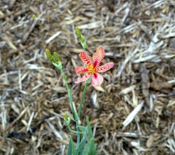 Red blooms; Orange blooms; Yellow blooms; Purple blooms; White blooms; Pink blooms; Deciduous; Broadleaf