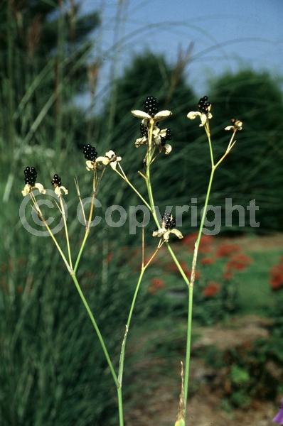 Red blooms; Orange blooms; Yellow blooms; Purple blooms; White blooms; Pink blooms; Deciduous; Broadleaf