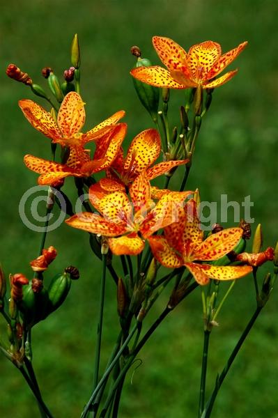 Red blooms; Orange blooms; Yellow blooms; Purple blooms; White blooms; Pink blooms; Deciduous; Broadleaf