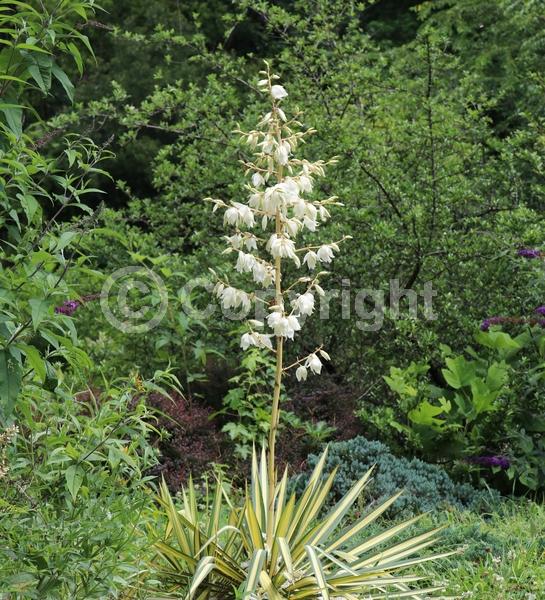White blooms; Evergreen; North American Native