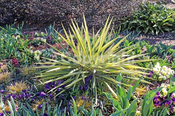 White blooms; Evergreen; North American Native