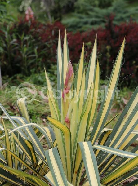 White blooms; Evergreen; North American Native