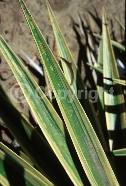 White blooms; Evergreen; North American Native