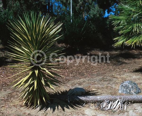White blooms; Evergreen; North American Native