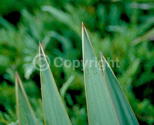 White blooms; Evergreen; North American Native