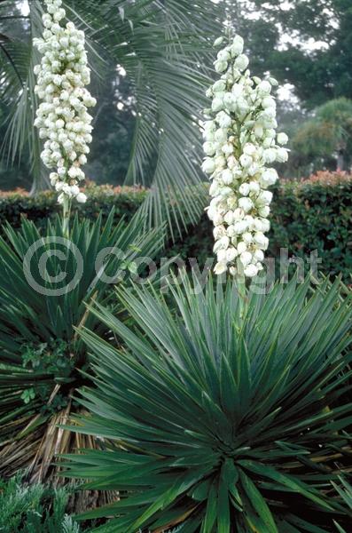 White blooms; Evergreen; North American Native