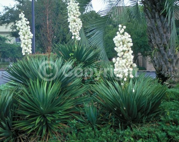 White blooms; Evergreen; North American Native