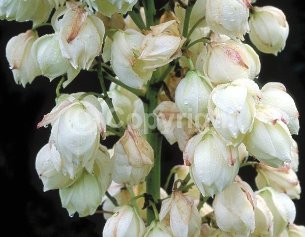 White blooms; Evergreen; North American Native