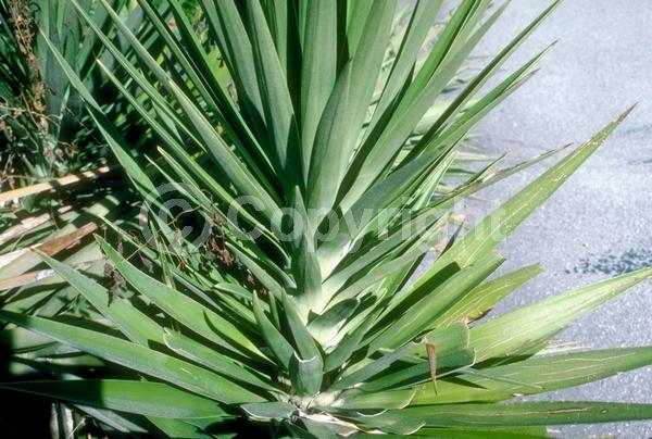 White blooms; Evergreen; North American Native