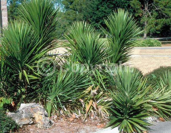 White blooms; Evergreen; North American Native