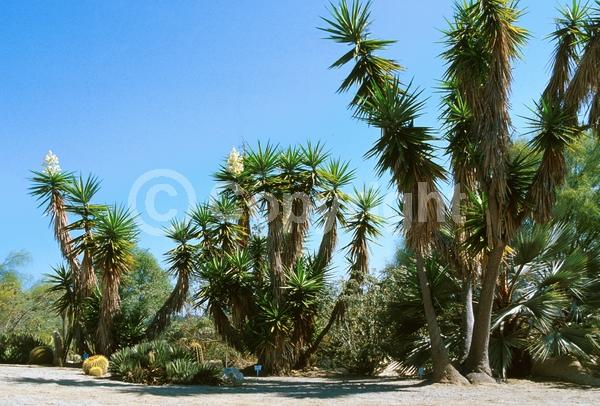 White blooms; Evergreen; North American Native