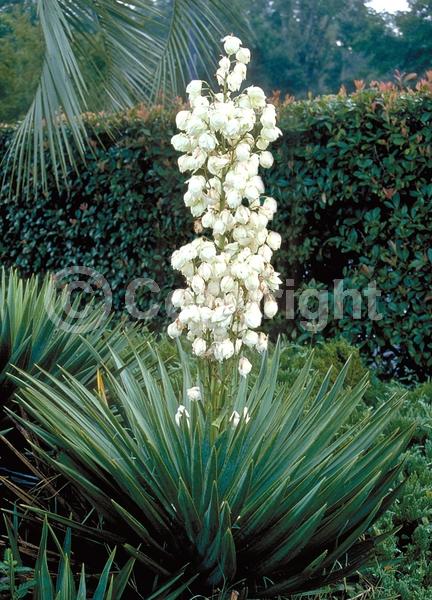 White blooms; Evergreen; North American Native