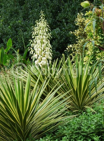 White blooms; Evergreen; North American Native