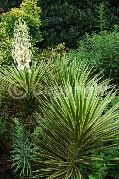 White blooms; Evergreen; North American Native