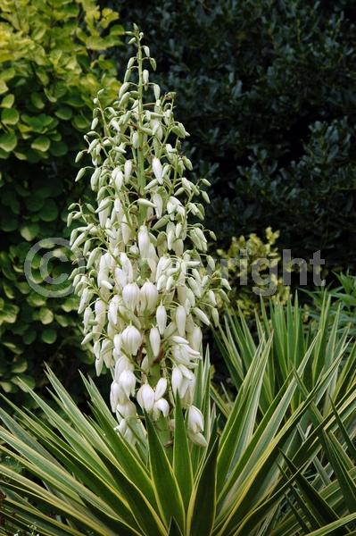 White blooms; Evergreen; North American Native